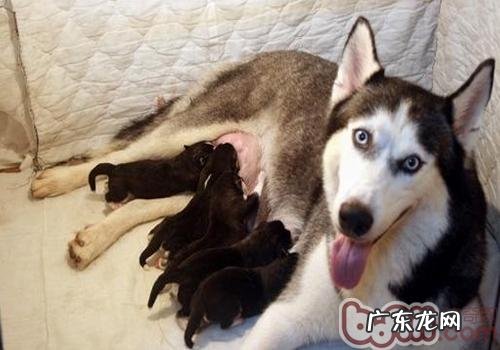 如何解决母狗母乳不够吃