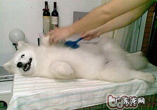 怎样选择小狗用的木梳