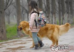 选购金毛狗狗的常见问题