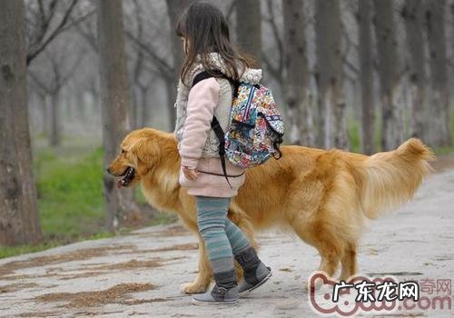 选购金毛狗狗的常见问题