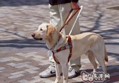 怎样才算作导盲犬
