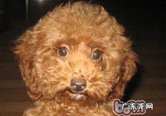 狗的视力非常好吗