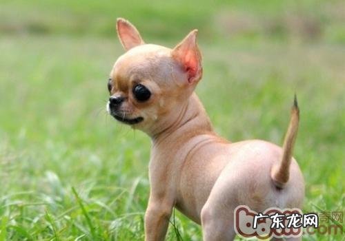 止吠器对小狗有损害吗