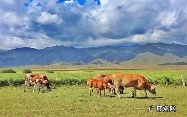 有前中后调的新疆奶子,被喝成奶中“玲娜贝儿”