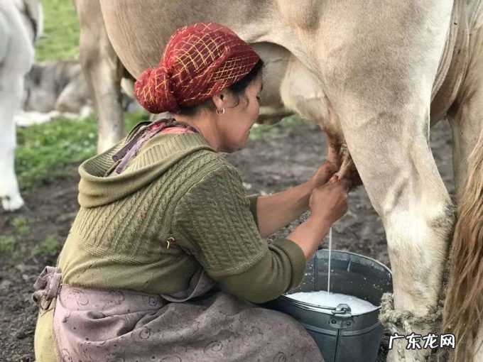 有前中后调的新疆奶子,被喝成奶中“玲娜贝儿”