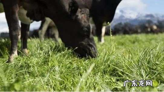 有前中后调的新疆奶子,被喝成奶中“玲娜贝儿”