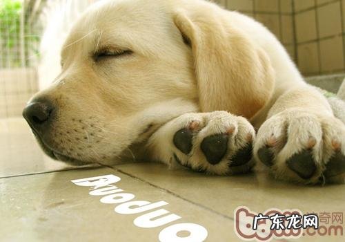 为何要给狗狗剪指甲