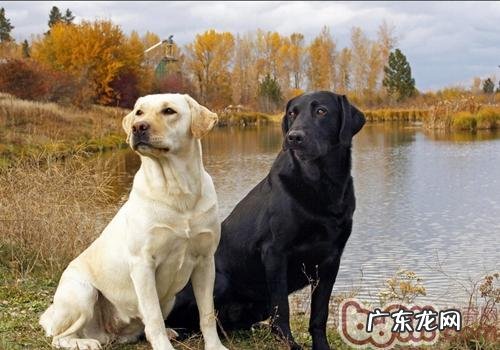 网上购物小狗的常见问题