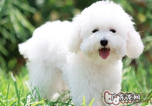 比熊怎样喂养才可以身心健康