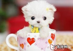 茶杯犬非常容易孕妇难产吗
