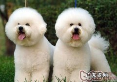 为何要给小狗做绝育手术