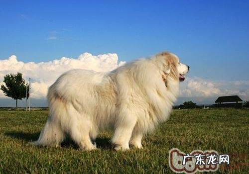 如何种好大白熊