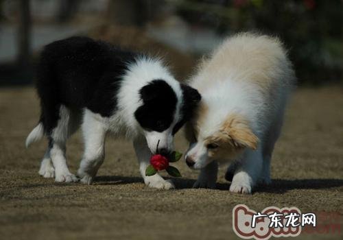怎么养好边境牧羊犬