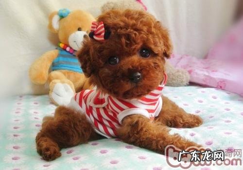 为何狗狗不能吃鸡骨头