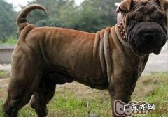 沙皮犬为何感受大