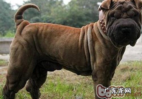 沙皮犬为何感受大