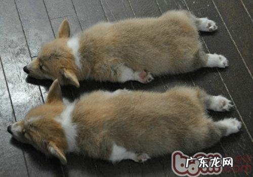 怎么知道小狗是不是身心健康