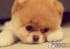 小狗何时接种疫苗