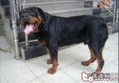 为何罗威纳犬要断尾