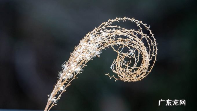 黄金比例与用户界面设计