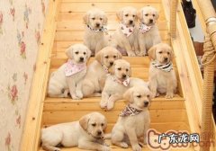 金毛合适房间内喂养吗