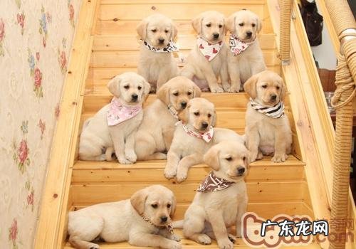 金毛合适房间内喂养吗