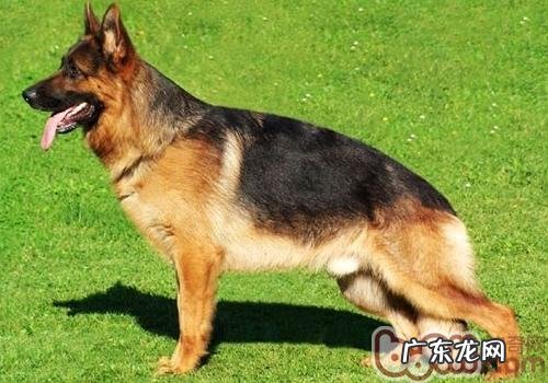 德国牧羊犬与狼狗的差别