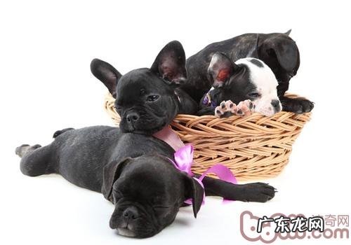 法国斗牛犬的智力