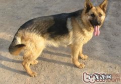 怎么预防小狗得皮肤疾病