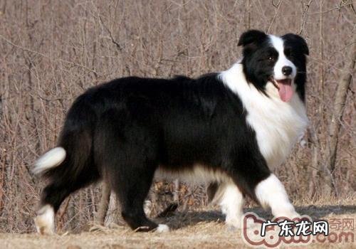 边境牧羊犬合适家中喂养吗