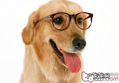 金毛狗狗与金毛的差别