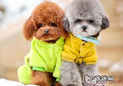 小狗为何要剃脚掌毛