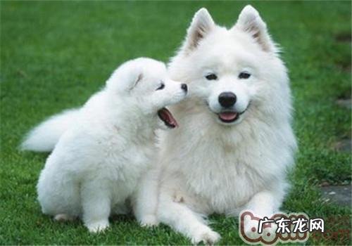 家养狗狗感受很重该怎么办？