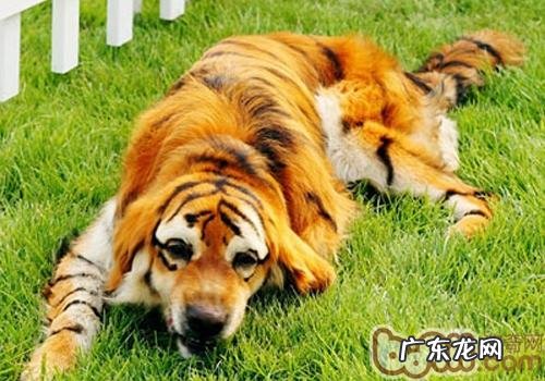 防备购到上色狗