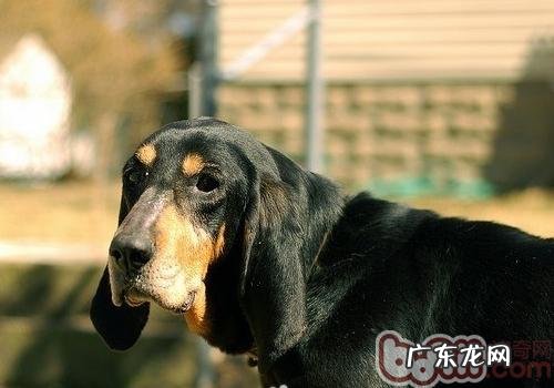 小狗的夜眼睛视力如何