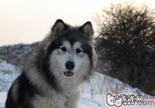 小狗是究竟是从哪里而来的呢？的