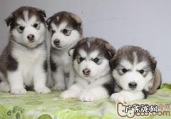 如何正确的带狗散散步