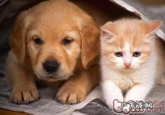 怎么让猫和狗和睦交往