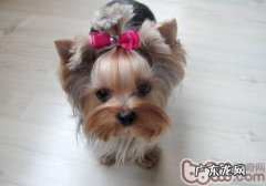 怎么让小狗与小孩交往