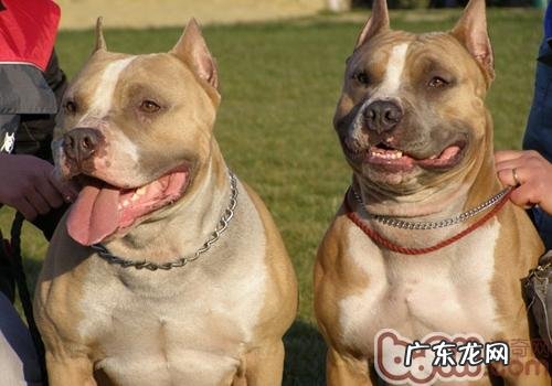 喂养小狗的普遍不正确