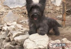 小狗保养及頻率