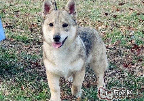 怎样劝阻狗翻垃圾箱