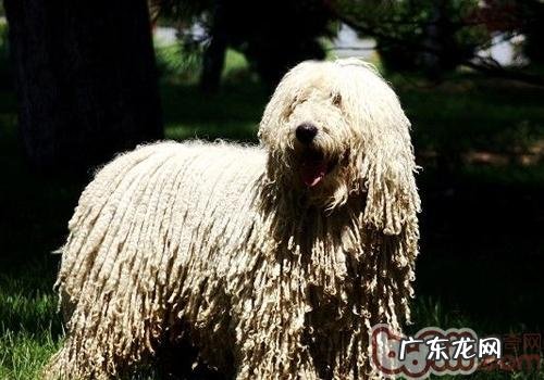 人与狗同房的伤害