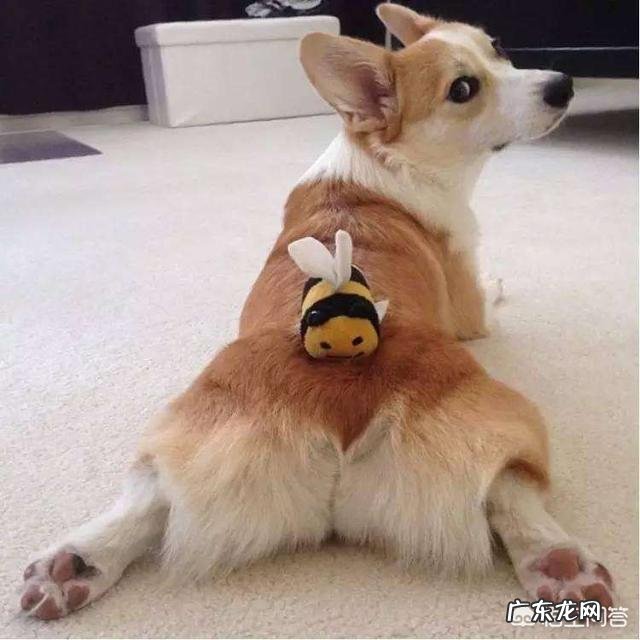 柯基犬在家里随处大小便怎么办?