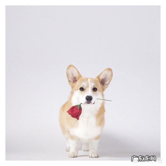 柯基犬在家里随处大小便怎么办?