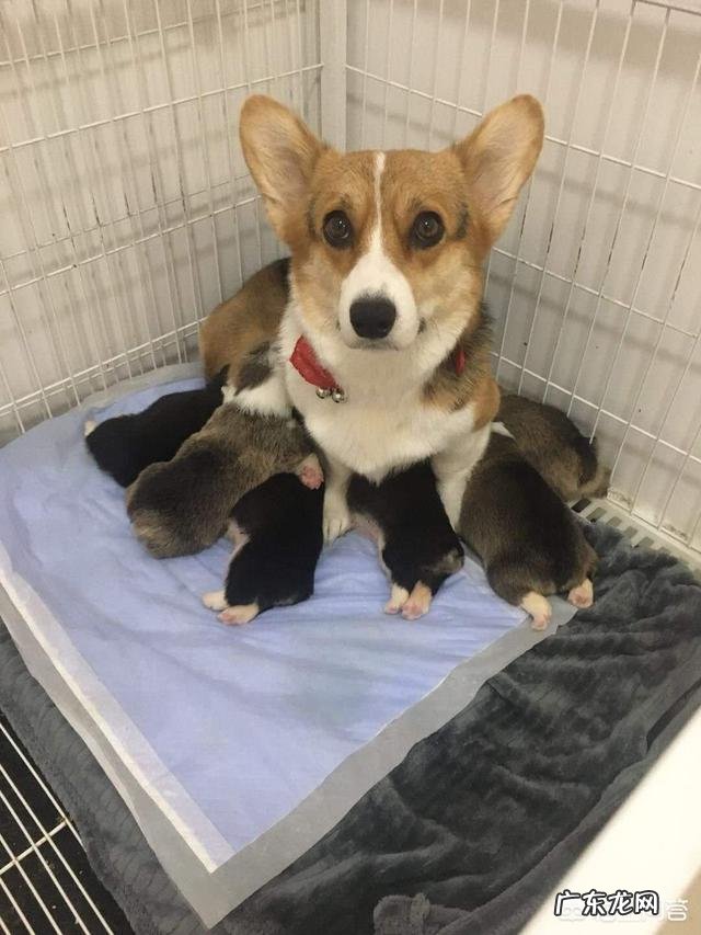 柯基犬在家里随处大小便怎么办?