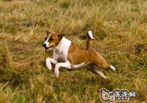 怎样防止小狗健身运动损害