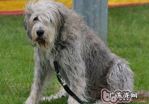 公犬与母犬哪家好养