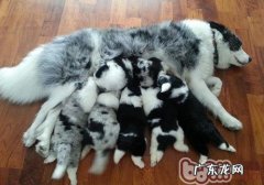 养边境牧羊犬的标准