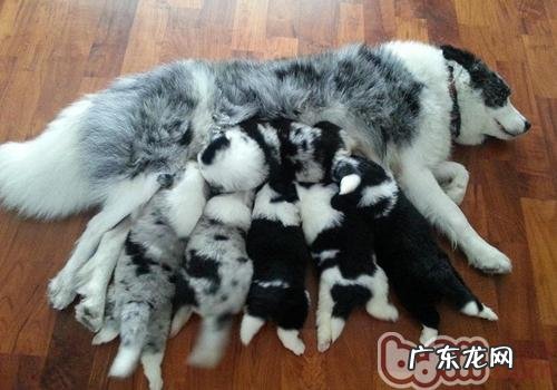 养边境牧羊犬的标准